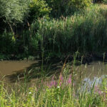 Travaux de renaturation écologique sur le canal Ypres-Comines